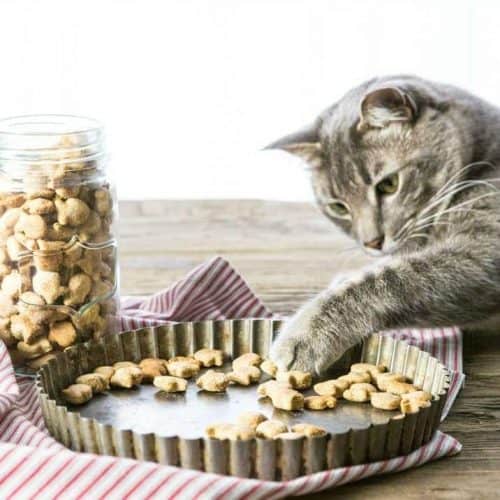 Three-Ingredient Salmon Cat Treats